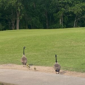 Meet your Posher, Opal